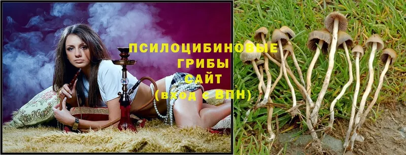 купить  сайты  Терек  Псилоцибиновые грибы Magic Shrooms 